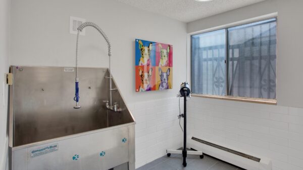 dog wash room with dog bath and dryer