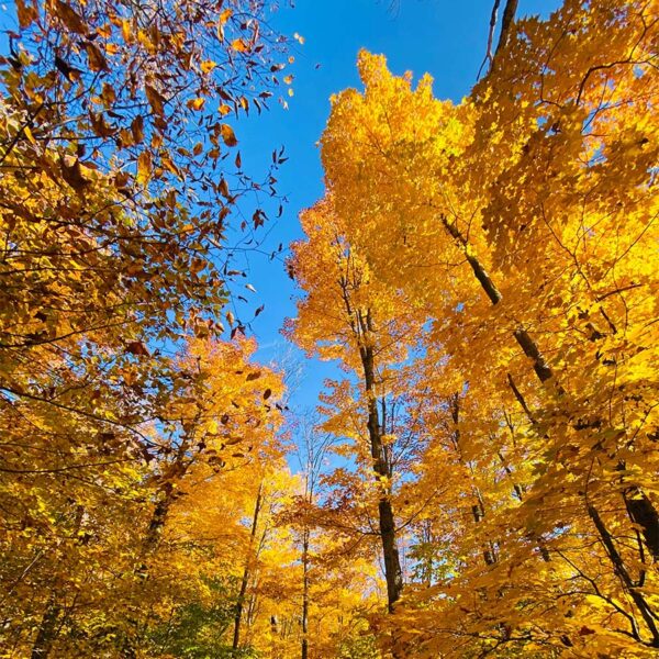 Upward view of aspen trees in autumn with bright yellow leaves under blue sky.