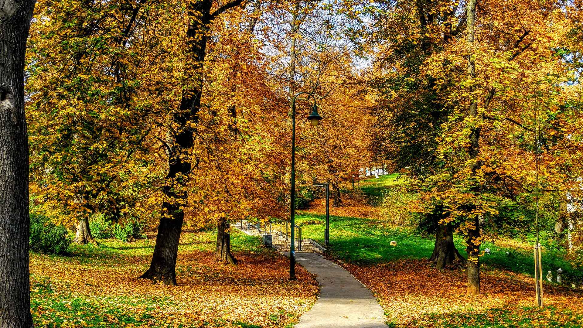 Concrete pathway winding through park with leaf-covered grass and tall autumnal trees.