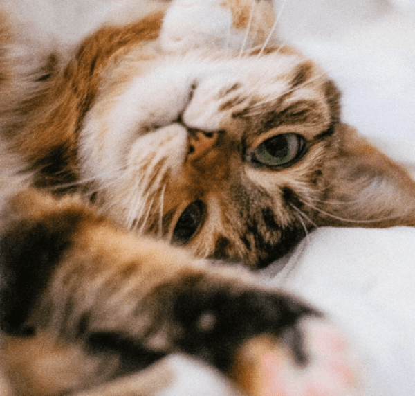 cute cat