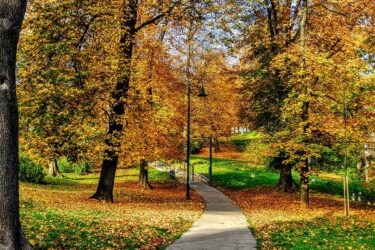 Concrete pathway winding through park with leaf-covered grass and tall autumnal trees.