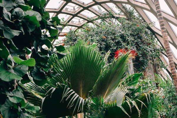 Plants and trees inside the Denver Botanic Gardens.
