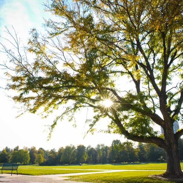 Bright sunlight shining through tree branches in Cheesman Park in Denver.